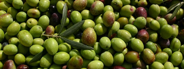 Olive Nocellara Etnea