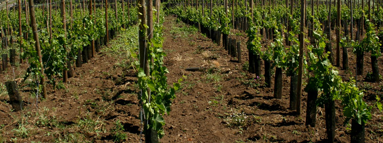 Il nostro vigneto: nerello mascalese, nerello cappuccio, inzolia