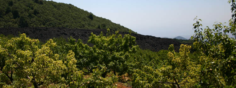 Il frutteto di contrada Palmentelli si trova a fianco delle lave del 1983