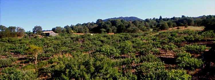 Frutteto di contrada Feliciosa, nel parco dell'Etna a oltre 1200m slm