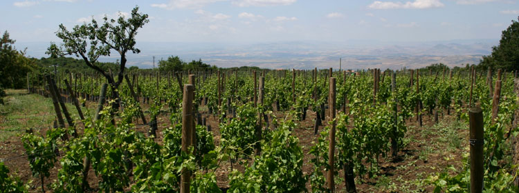 Il vigneto dell'agriturismo