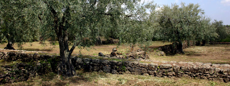 I nostri uliveti ricadono nella zona di produzione Monte Etna DOP