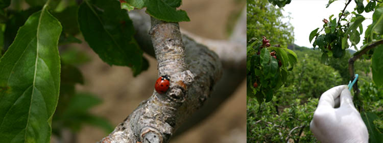 La nostra azienda agricola opera secondo i metodi del biologico. Collaboriamo con la natura, escludendo l'uso di prodotti chimici di sintesi, per darvi dei prodotti di qualit.