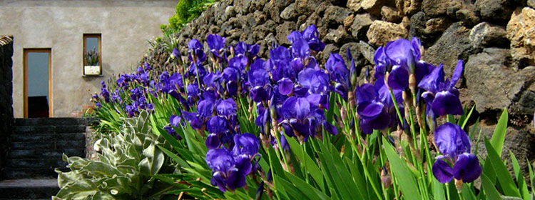 Un'aiuola del giardino a nord dell'agriturismo, con dei bellissimi Iris viola