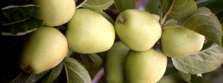 Produciamo frutta di antiche variet Etnee. Le Mele Cola e Gelato Cola, le Pere Virgulusi, Ucciardone, Coscia e Spinelle. Il gusto dei sapori tradizionali dell'Etna, preservato con la massima attenzione verso la salute dei consumatori.