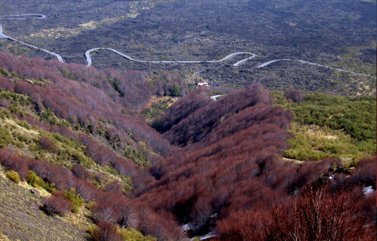 Vista dall'alto della schiena dell'asino: faggi